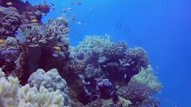 静态视频珊瑚礁红色的海阿布配音美丽的<strong>水下</strong>景观热带鱼珊瑚生活珊瑚礁埃及